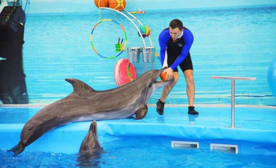 Sharm El sheikh Dolphin show